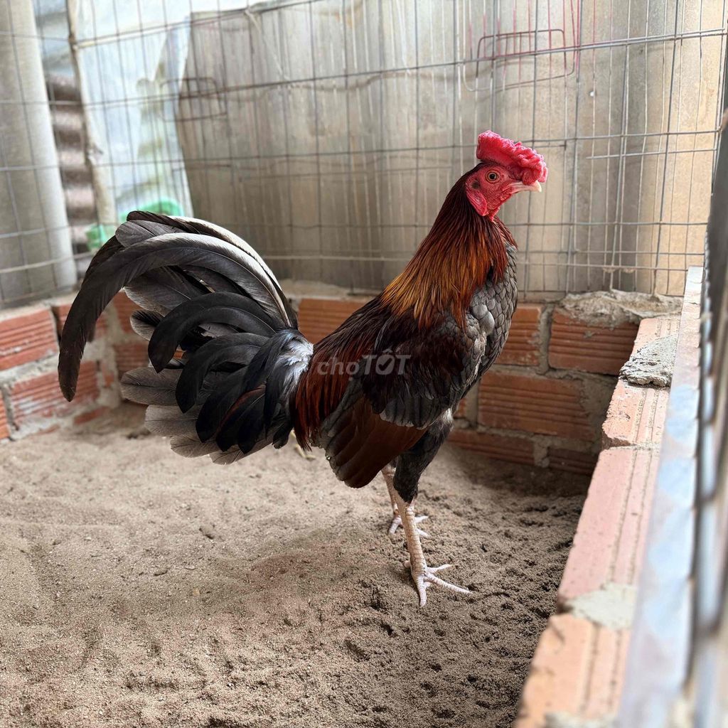 Cuban xám trà 1kg6. Mua bán Gà tại Huyện Long Thành Đồng Nai được đăng bởi Tai VN hình 1