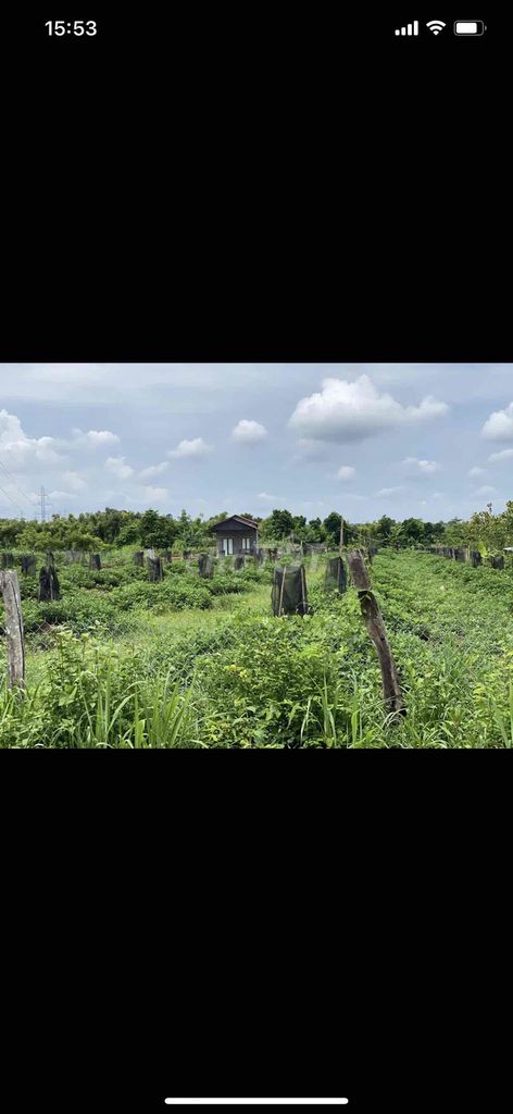 Bán 5 sào vườn sầu riêng cách Saigon 130km dân ở đông. Mua bán đất tại Huyện Lộc Ninh Bình Phước được đăng bởi Lieu Philieu phan hình 2
