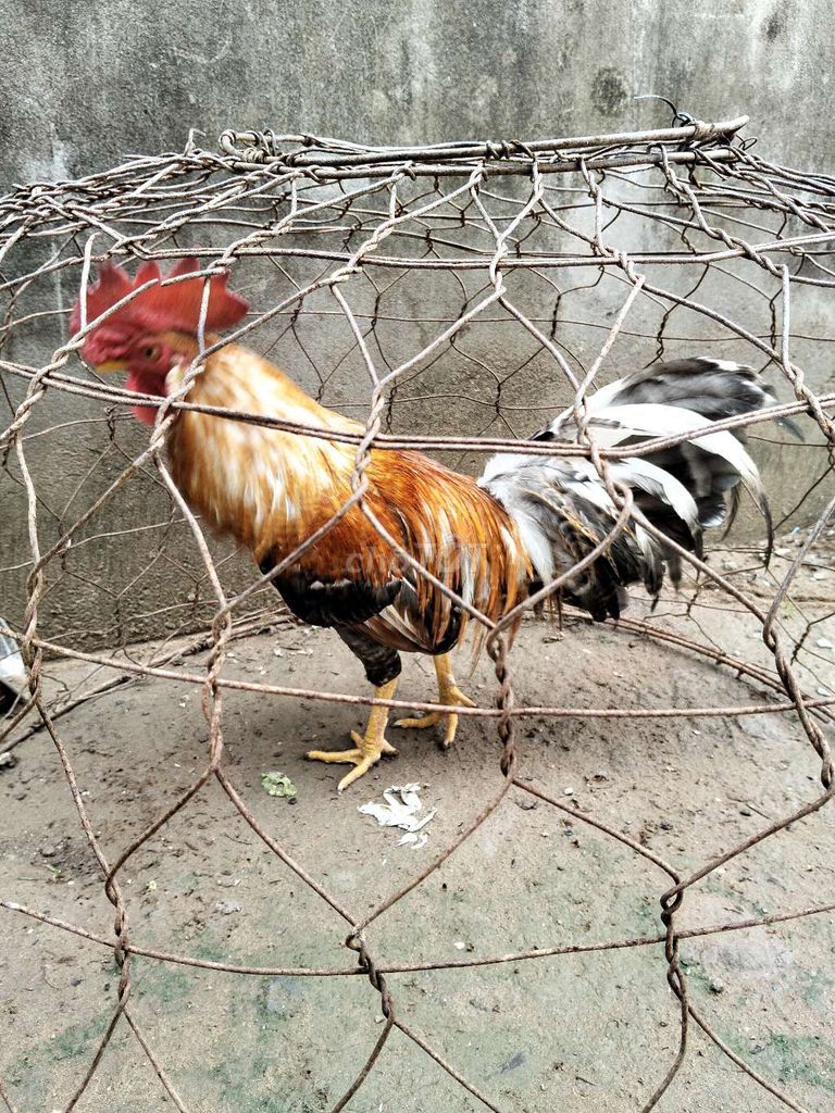 Gà trống 10 tháng màu Nâu, trắng, đen. Mua bán Gà tại Huyện Trà Cú Trà Vinh được đăng bởi Tài Trà Cú hình 1