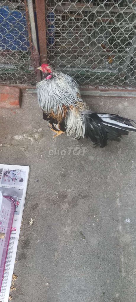 Gà tre Tân Châu Chuối. Mua bán Gà tại Huyện Đông Anh Hà Nội được đăng bởi Ngọc Anh Ngọc Anh hình 1