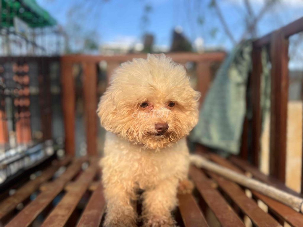 poodle tiny mõm ngắn