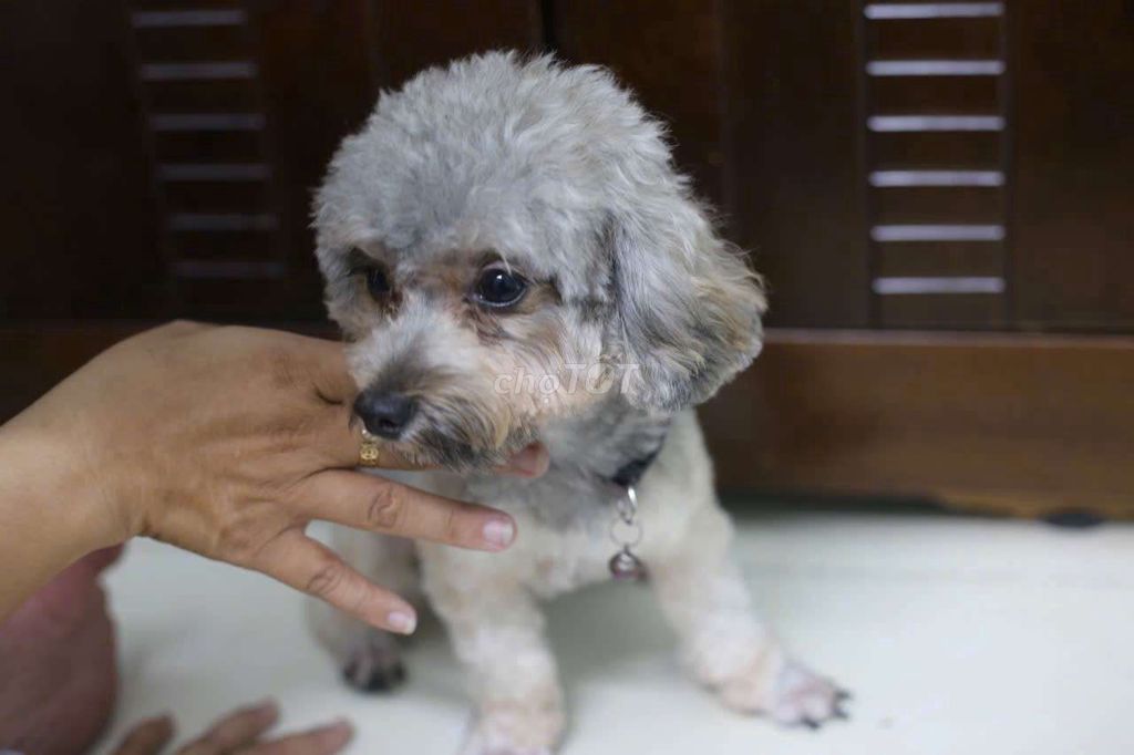 Bé poodle cái size 2kg. Mua bán Chó tại Quận 6 Tp Hồ Chí Minh được đăng bởi Hương hình 2