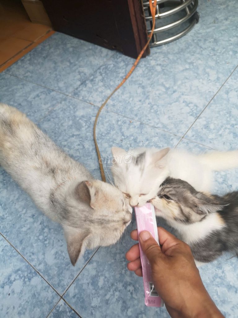 Mèo Anh lông ngắn 2 tháng Trắng xám tam thể. Mua bán Mèo tại Quận Ngô Quyền Hải Phòng được đăng bởi Hiền Anh hình 1