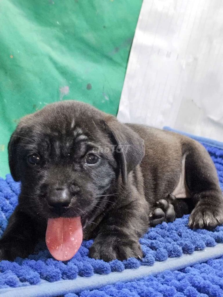 Chó Pit Bull lai đực đen tuyền coi nhà giỏi . Mua bán Chó tại Quận Bình Tân Tp Hồ Chí Minh được đăng bởi Nguyễn Hằng hình 1