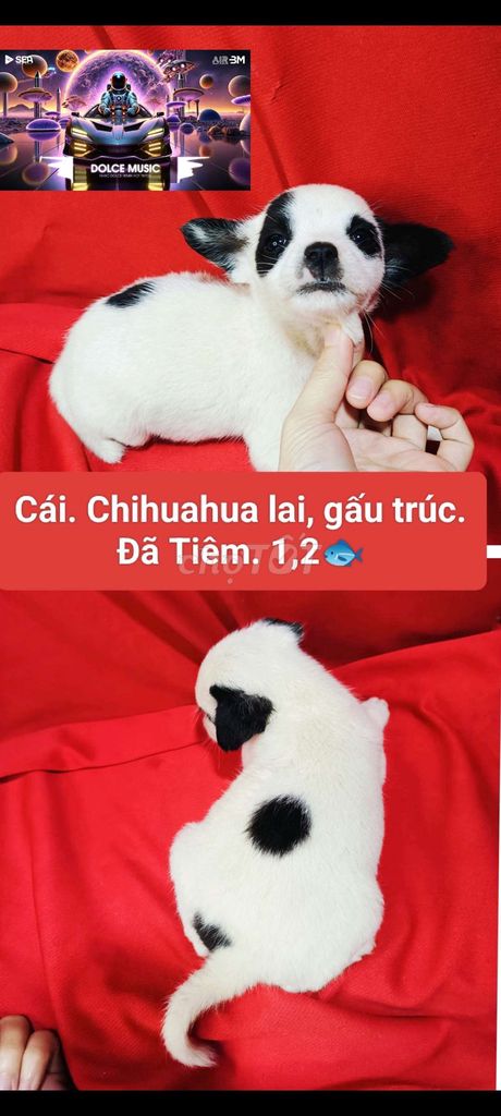 chó Poodle lai. Bò sữa siêu cưng. Đã Tiêm.