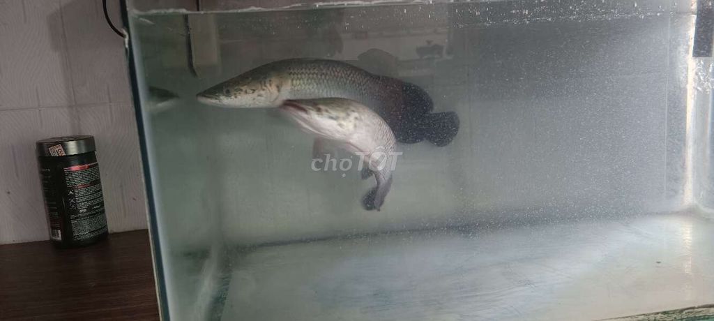 Cá cảnh 3x 2 con. Mua bán Thú cưng khác tại Huyện Châu Đức Bà Rịa - Vũng Tàu được đăng bởi Trọng hình 1