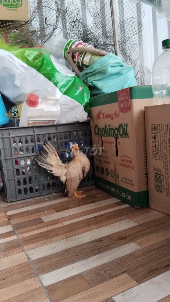 Mái serama khét chuối mặt đỏ!. Mua bán Gà tại Quận 12 Tp Hồ Chí Minh được đăng bởi Nguyễn Hoài Nam hình 3