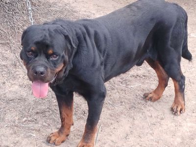 chó Rottweiler VT