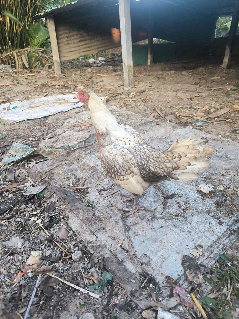 Gà mái Xám 2.2kg. Mua bán Gà tại Huyện Tân Hiệp Kiên Giang được đăng bởi trường phạm hình 1