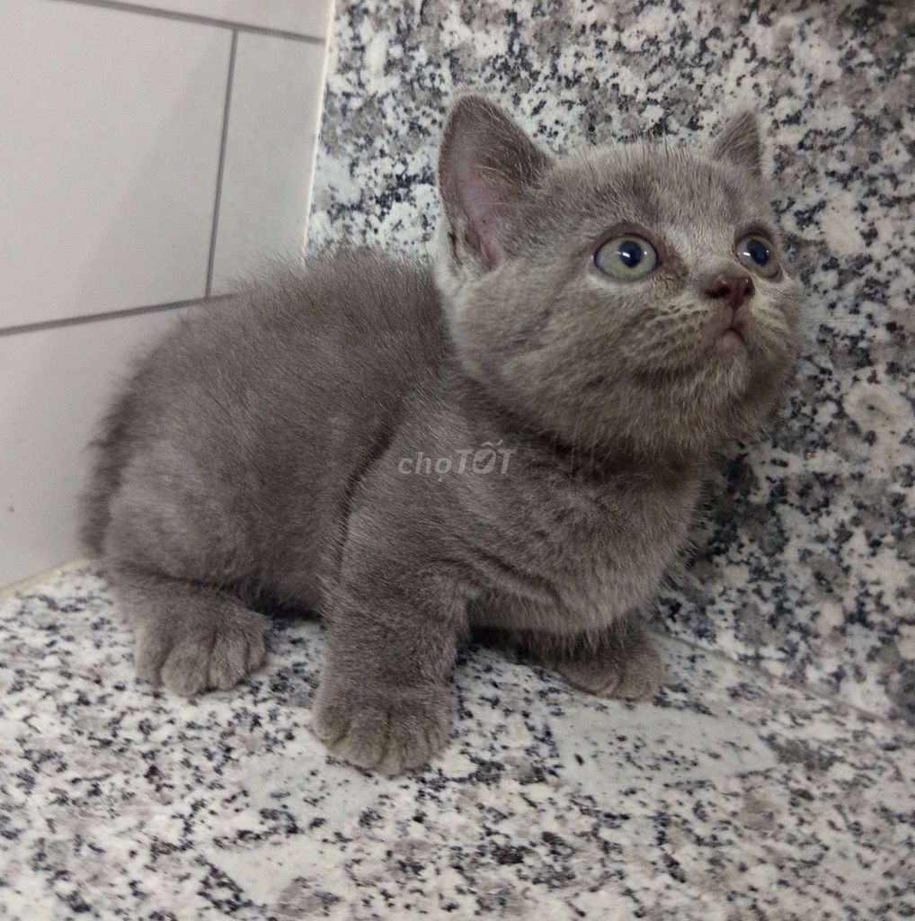 Mèo Munchkin Xám xanh chân ngắn sức khỏe tốt. Mua bán Mèo tại Huyện Hóc Môn Tp Hồ Chí Minh được đăng bởi Hoàng Yến hình 1