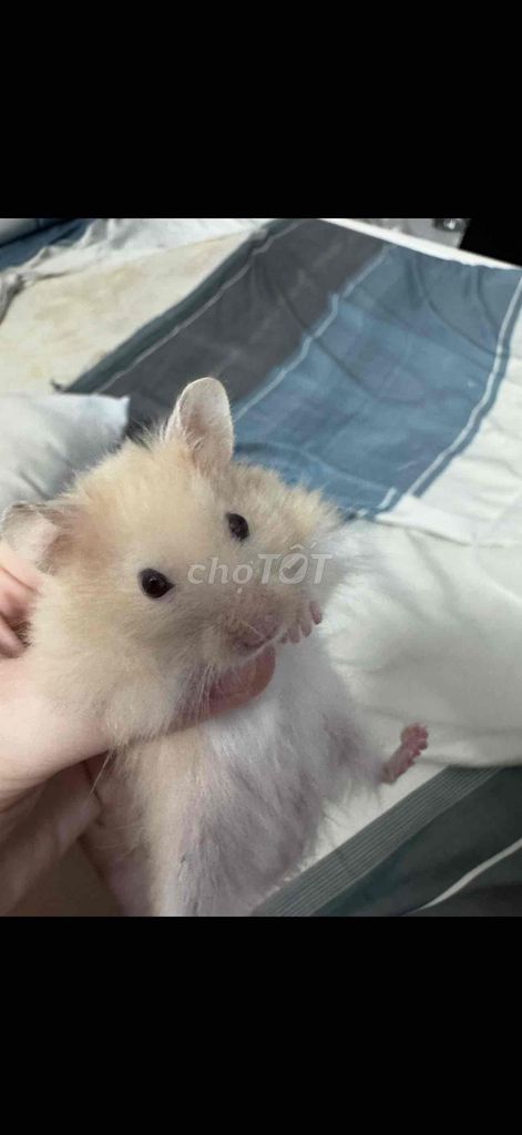 Chuột Hamster Syrian Nâu Trắng. Mua bán Thú cưng khác tại Quận 12 Tp Hồ Chí Minh được đăng bởi Nguyen Trucc hình 1