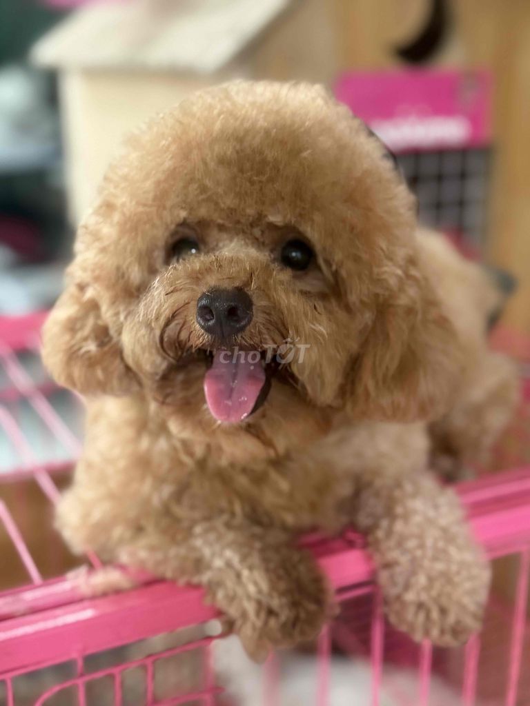 Chó Poodle Cái Nâu. Mua bán Chó tại Quận Cái Răng Cần Thơ được đăng bởi bảo linh hình 1