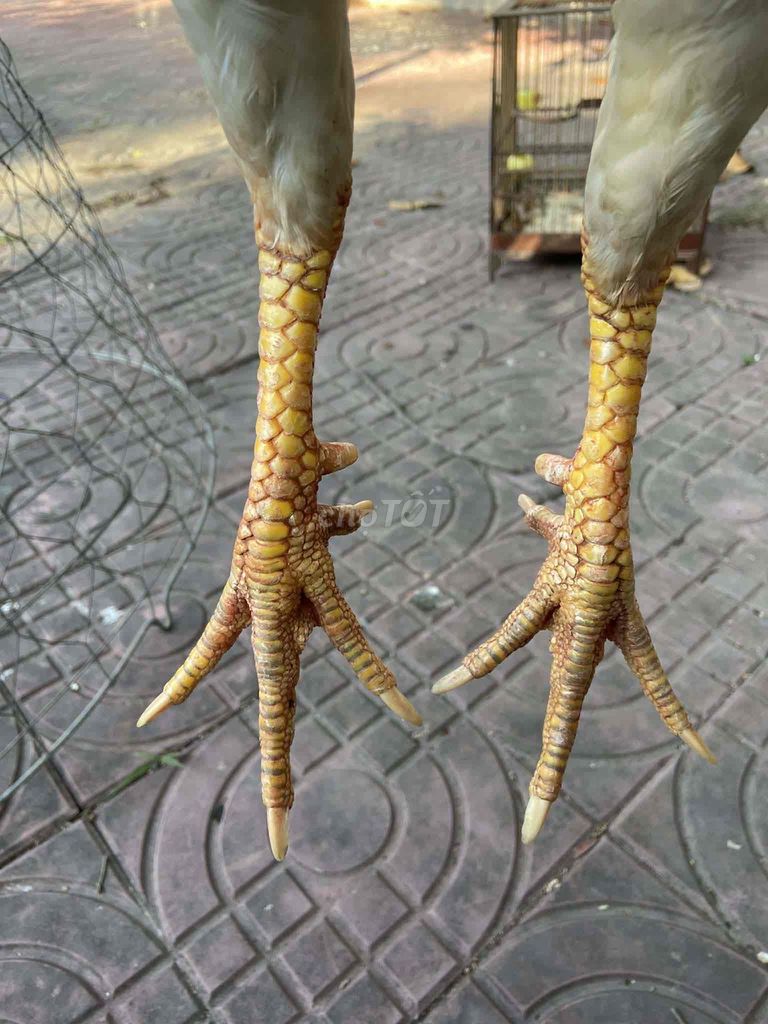 thanh lý. Mua bán Gà tại Huyện Càng Long Trà Vinh được đăng bởi Tinhnguyen hình 1