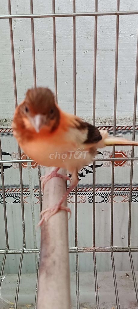 Chim yến trống tơ đỏ đen. Mua bán Chim tại Quận 12 Tp Hồ Chí Minh được đăng bởi Trâm Nguyên Hoang hình 1