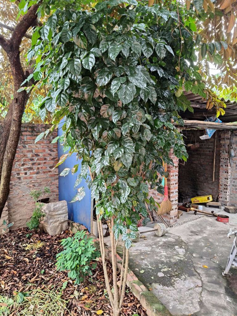 Cây Hạnh Phúc 8 năm thân tài lộc . Mua bán Cây cảnh, đồ trang trí tại Huyện Mê Linh Hà Nội được đăng bởi HT hình 1