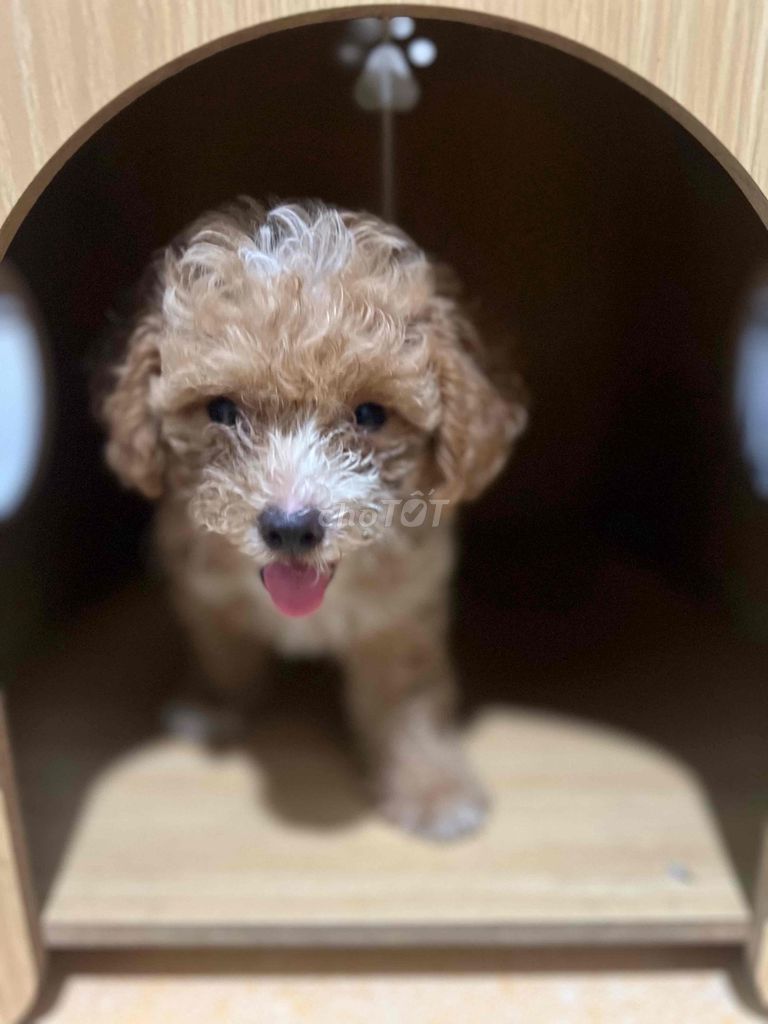 Chó Poodle cái 50 ngày tuổi. Mua bán Chó tại Thị xã Bến Cát Bình Dương được đăng bởi Lang Thị Mai hình 1