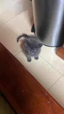 Mèo Anh lông ngắn Xám