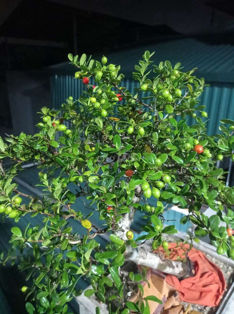 Cây Hải châu bonsai