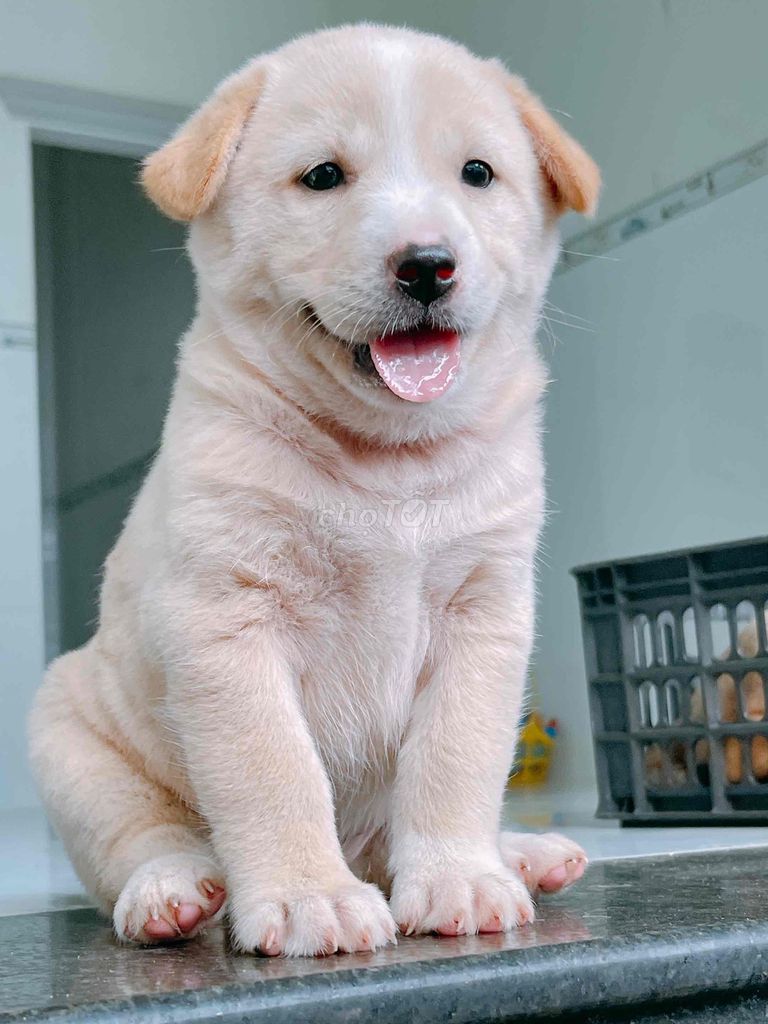 Chó Labrador lai Phú Quốc. Mua bán Chó tại Thành phố Vĩnh Long Vĩnh Long được đăng bởi Bình hình 1