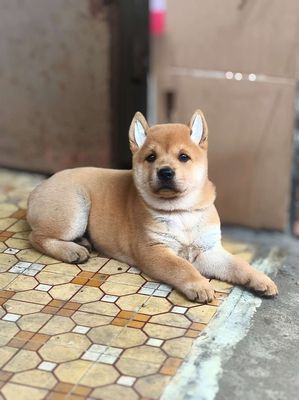 Chó Mông Cộc Vàng Bạc Má + Lưỡi Đốm (Chuẩn Giống)