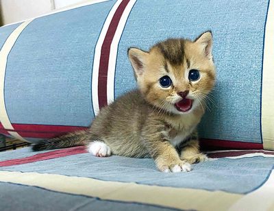 Black Golden - Bi Color - Blue Golden tìm 🏡