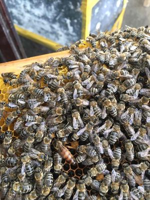 ong mật nuôi gia đình