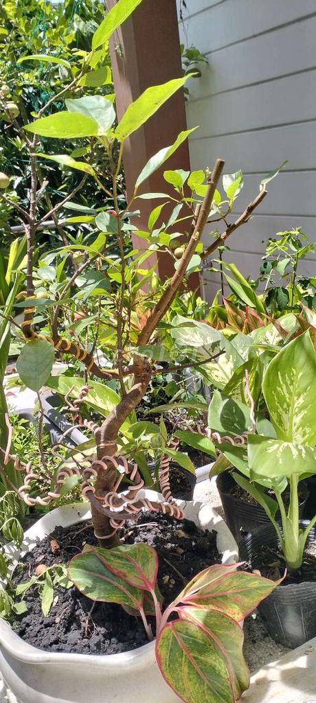 Cây sung bonsai đang ra quả chậu. Mua bán Cây cảnh, đồ trang trí tại Quận Tân Bình Tp Hồ Chí Minh được đăng bởi Pham Đinh Duyên hình 1