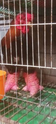 Gà già chân khủng 5kg đến 5,5kg ❤❤❤. Mua bán Gà tại Thành phố Thủ Đức Tp Hồ Chí Minh được đăng bởi chuyên cung cấp gà đông tảo thuần chủng 