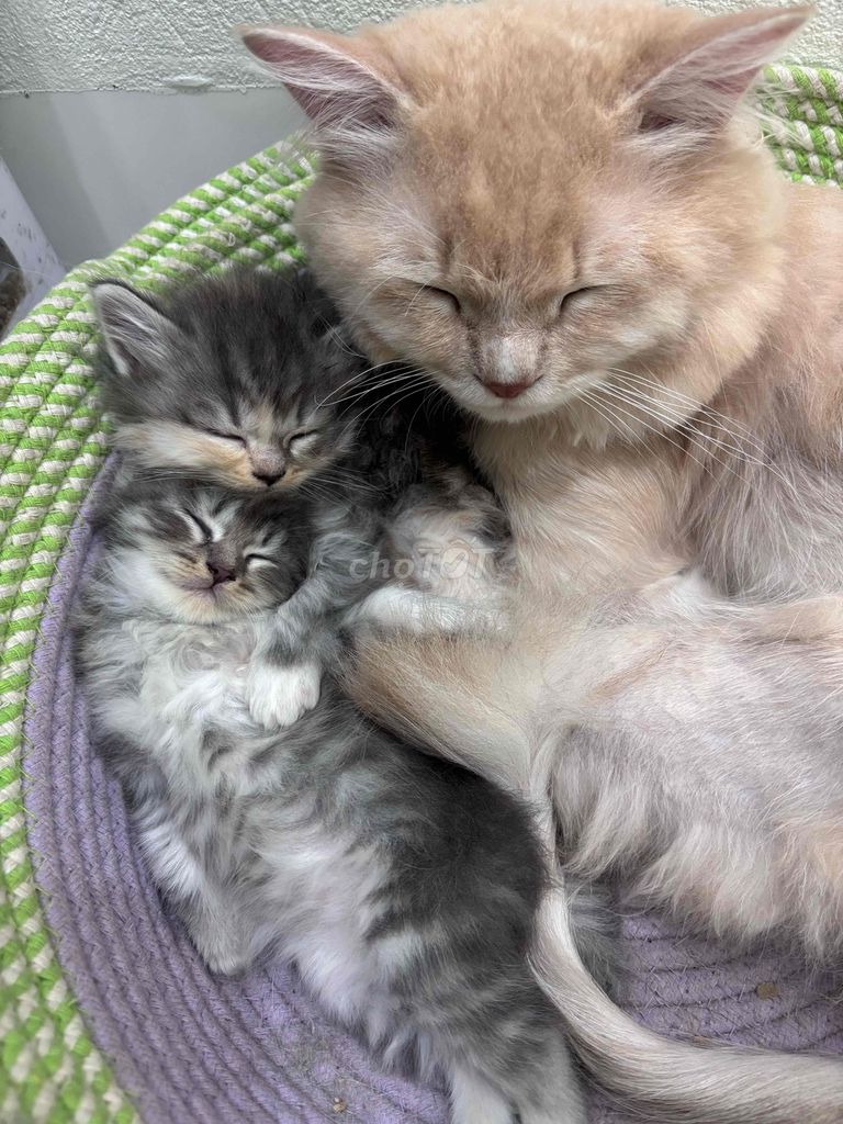 Mèo ALN 1 tháng Xám. Mua bán Mèo tại Quận Nam Từ Liêm Hà Nội được đăng bởi Lan anh hình 1