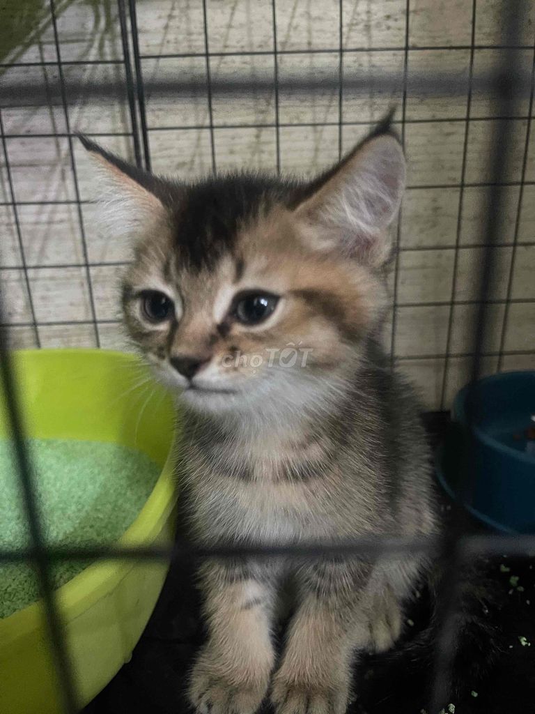 Bán mèo Golden 2 tháng tuổi. Mua bán Mèo tại Quận Tân Phú Tp Hồ Chí Minh được đăng bởi Lê Thuận hình 1