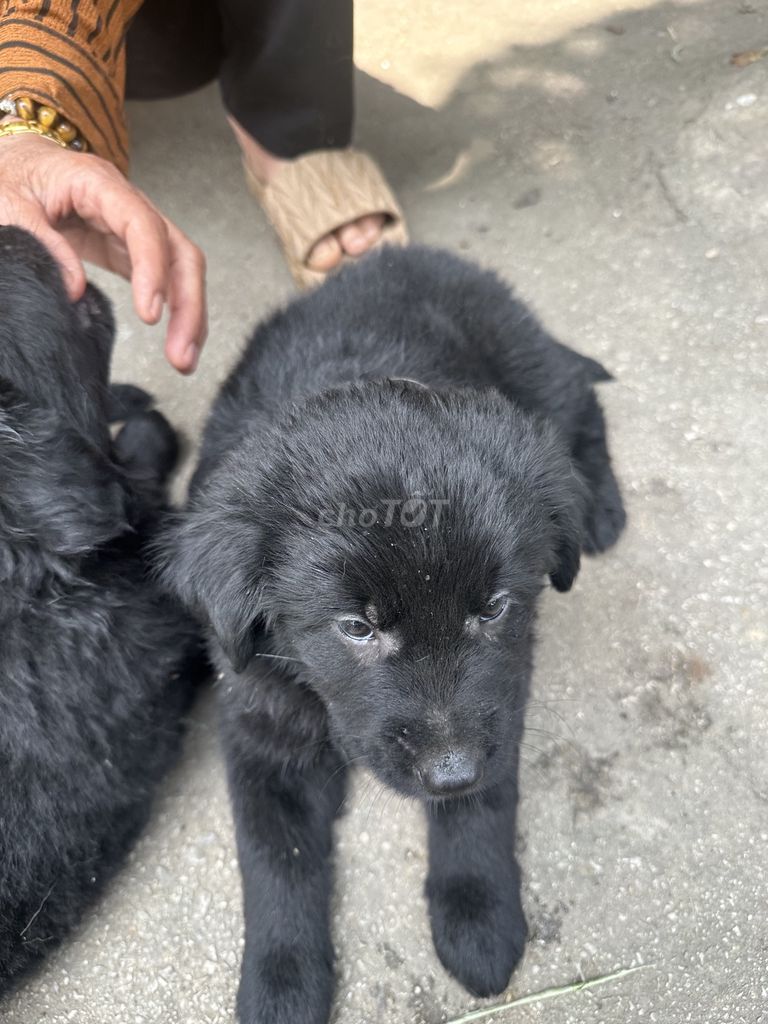 Chó Golden lai Xù Bắc Hà. Mua bán Chó tại Huyện Văn Quan Lạng Sơn được đăng bởi Sadboy hình 1