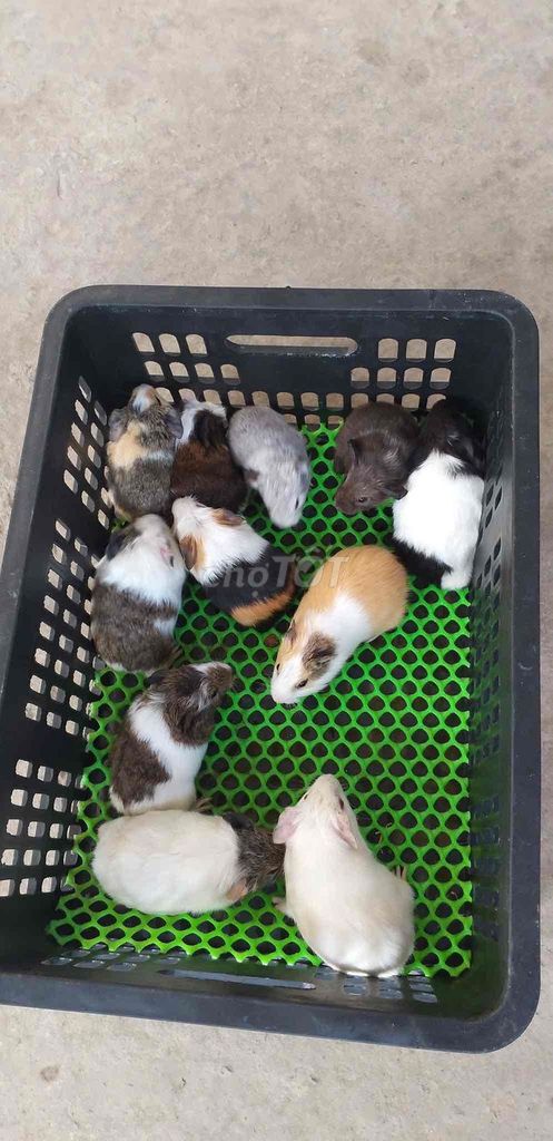 Chuột lang nhiều màu. Mua bán Thú cưng khác tại Thành phố Tân An Long An được đăng bởi Quỳnh Vy hình 1