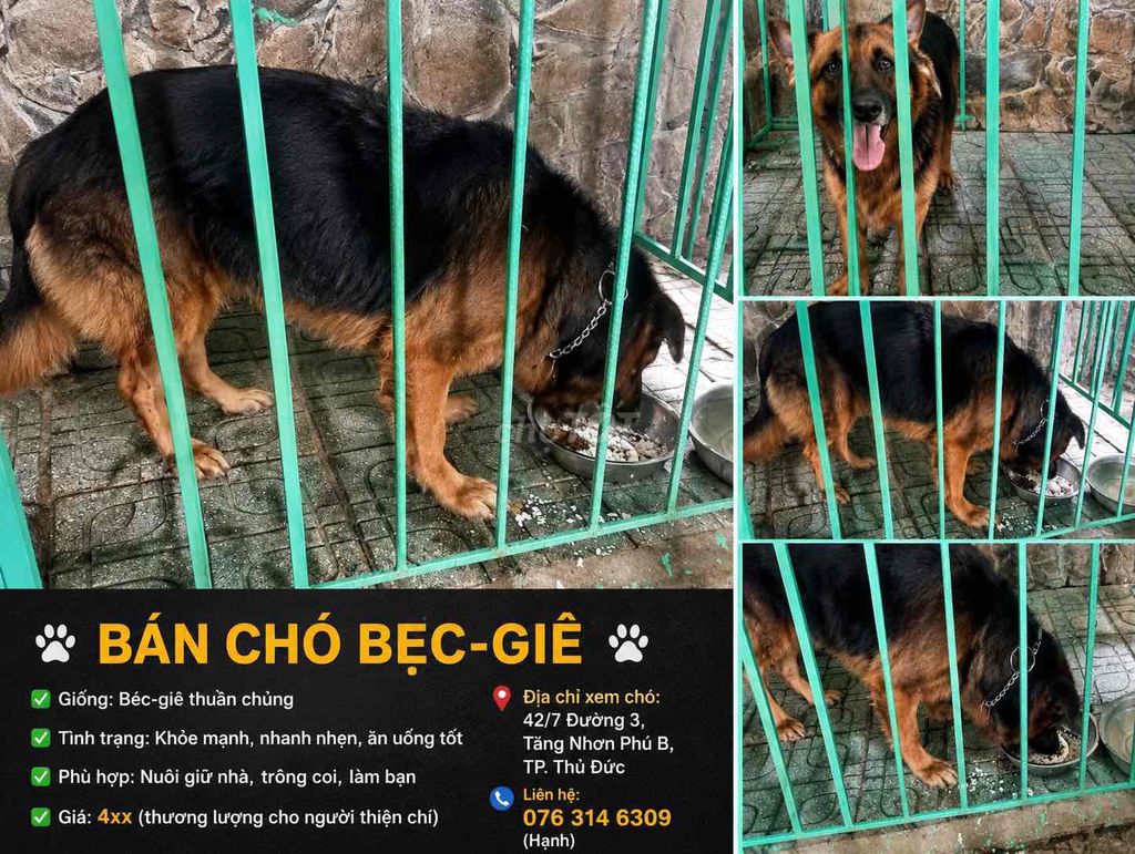 Chó Béc-giê Đen Nâu. Mua bán Chó tại Thành phố Thủ Đức Tp Hồ Chí Minh được đăng bởi Trần Văn Hưng hình 1