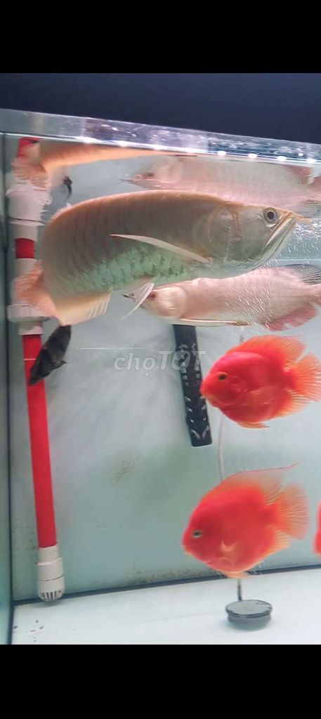 ngân abino size khoảng 45 cần bán hoặc gl. Mua bán Thú cưng khác tại Huyện Hóc Môn Tp Hồ Chí Minh được đăng bởi Thanh Liêm hình 1