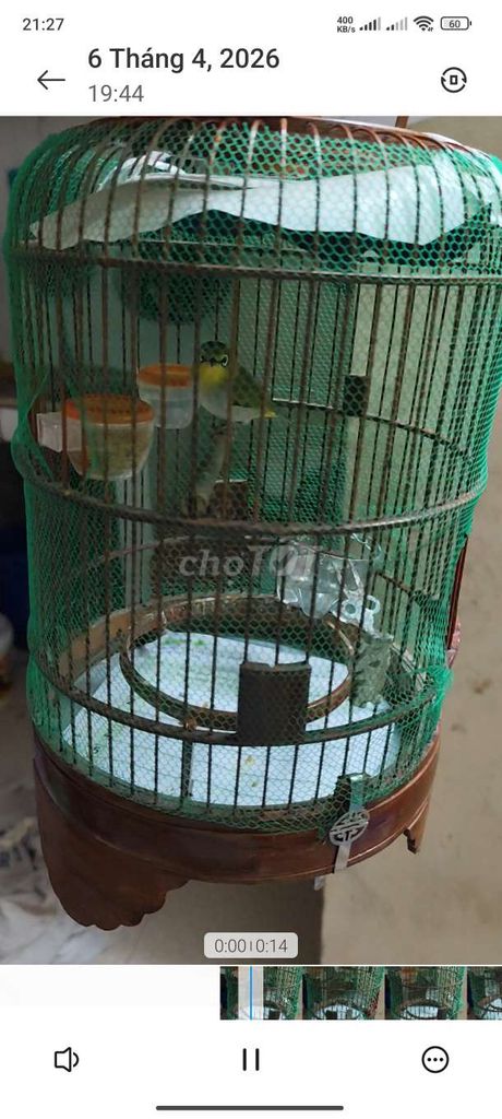 Chim khuyên thuần. Mua bán Chim tại Quận Hai Bà Trưng Hà Nội được đăng bởi Hoàng Anh  hình 1