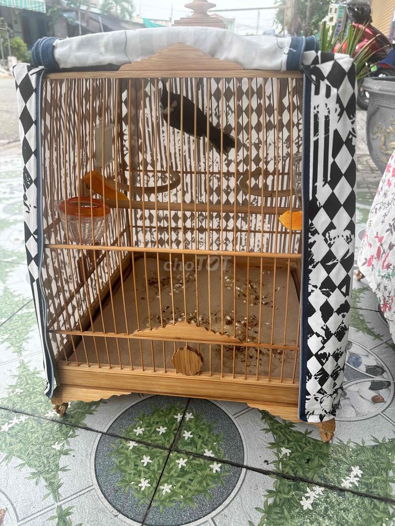 Lồng chim chào mào tre. Mua bán Phụ kiện, Thức ăn, Dịch vụ tại Thị xã Bến Cát Bình Dương được đăng bởi Tuấn Hồ  hình 1