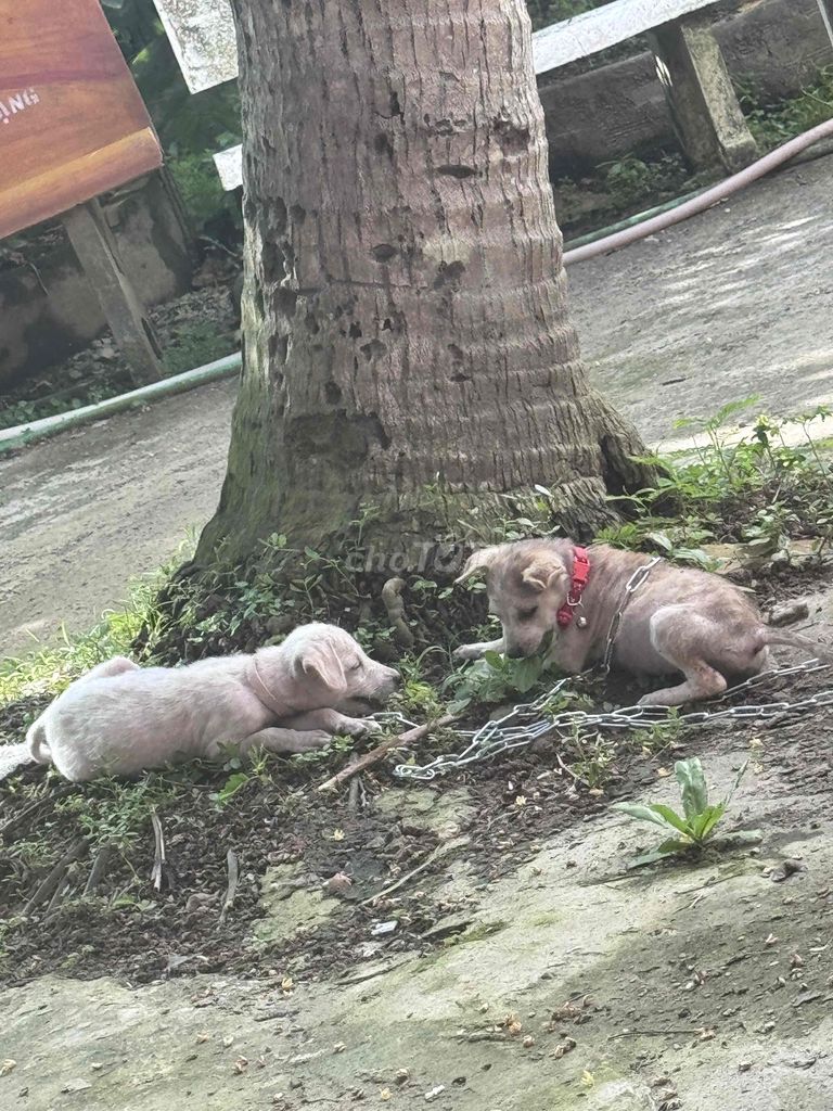 Chó cỏ. Mua bán Chó tại Thành phố Vĩnh Long Vĩnh Long được đăng bởi Phương Đinh hình 1