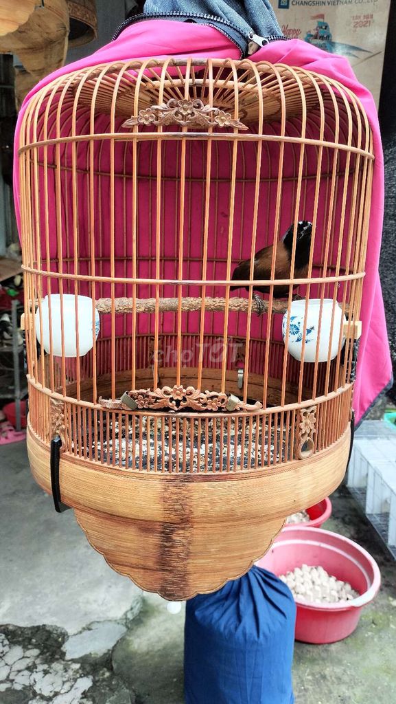 Mun bò trông ktl 3t3 ko lồng. Mua bán Chim tại Thành phố Biên Hòa Đồng Nai được đăng bởi Hoàng Bảo hình 1