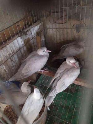 chim cu gáy pháp, nhật non tự ăn thóc cứng 60k. Mua bán Chim tại Quận Hà Đông Hà Nội được đăng bởi Đồng
