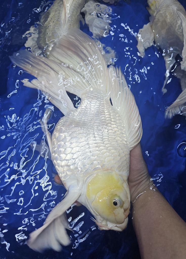 Chép sư tử short cối 35-40cm to khủng. Mua bán Thú cưng khác tại Thành phố Thủ Đức Tp Hồ Chí Minh được đăng bởi Cá cảnh sỉ DK hình 2