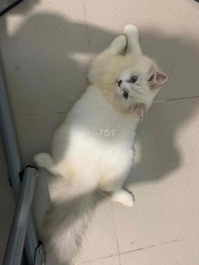 Mèo anh lông dài trắng  đực 7-8 tháng tuổi. Mua bán Mèo tại Quận 12 Tp Hồ Chí Minh được đăng bởi mai trang hình 1