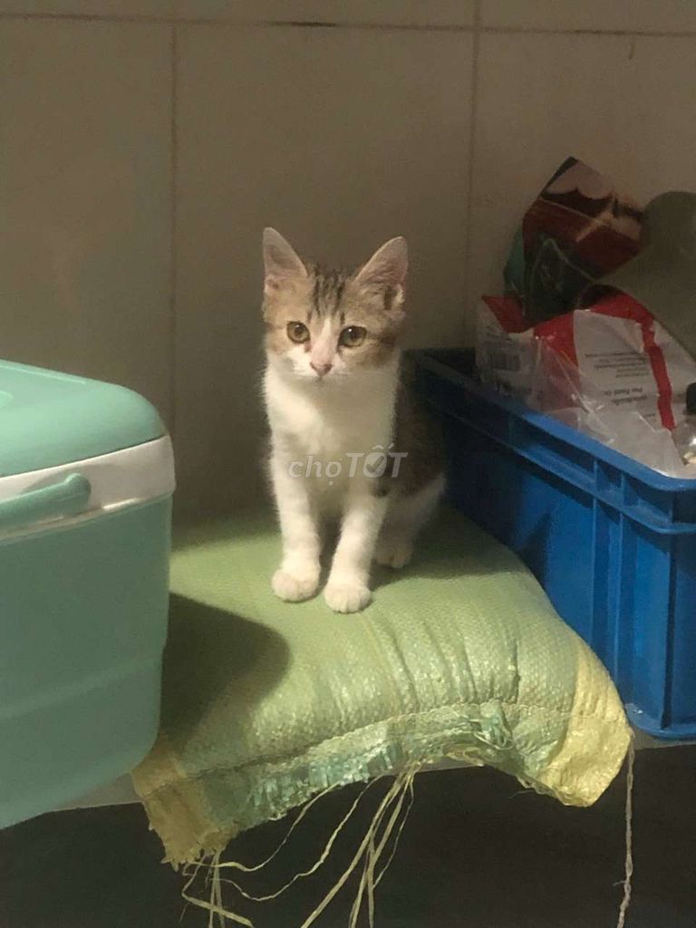 Mèo Lai Anh lông ngắn đực 3 tháng. Mua bán Mèo tại Huyện Hóc Môn Tp Hồ Chí Minh được đăng bởi Phùng Linh hình 1