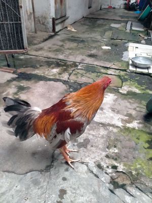 Tre huề. Mua bán Gà tại Quận Gò Vấp Tp Hồ Chí Minh được đăng bởi Hồ Hoàn Vũ 