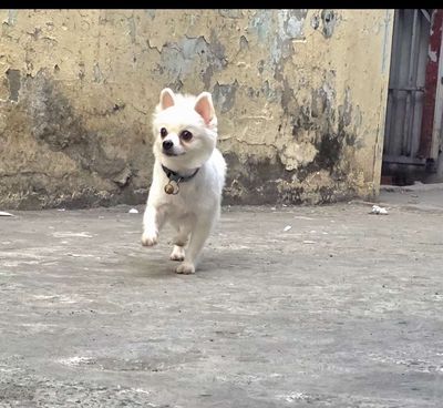 Chó Phốc Sóc cái 1 tuổi