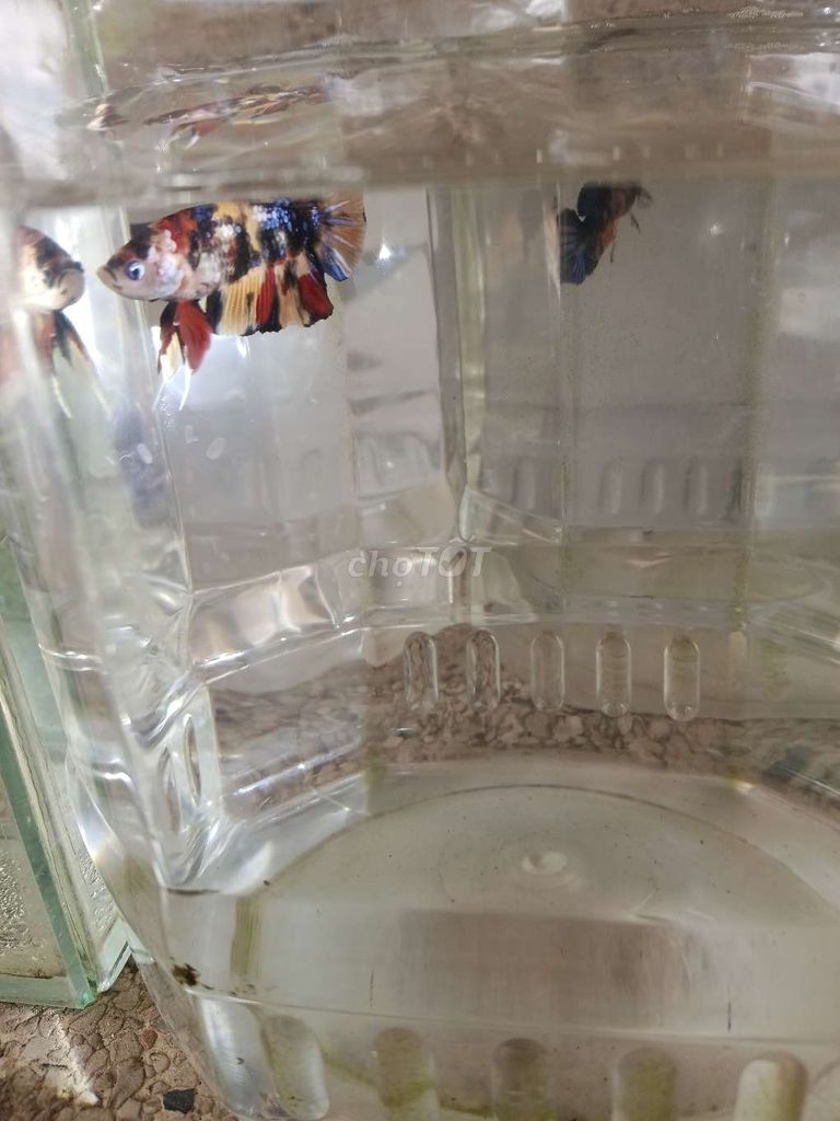 Cá betta 10. Mua bán Thú cưng khác tại Huyện Trà Ôn Vĩnh Long được đăng bởi Hồng Thúy hình 2