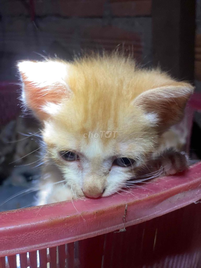Mèo lai Cam. Mua bán Mèo tại Thành phố Buôn Ma Thuột Đắk Lắk được đăng bởi Thu Trang hình 1