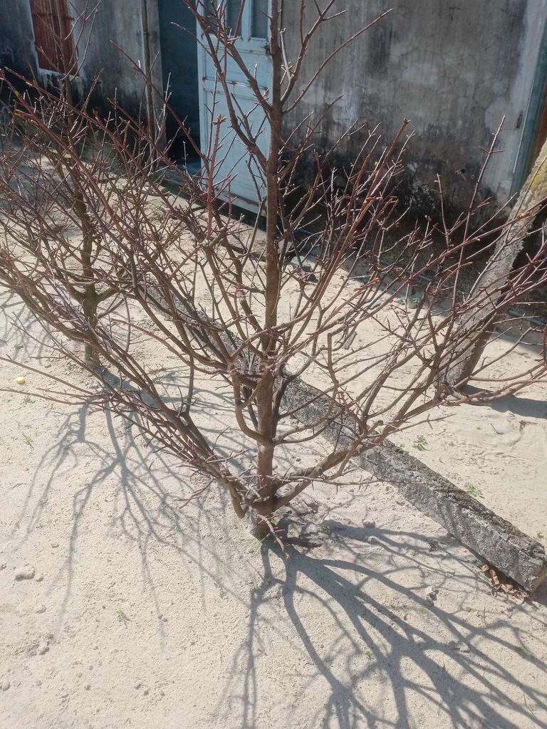 Lên cho ae vài cây mai xanh rin bông búp bao phê. Mua bán Cây cảnh, đồ trang trí tại Thị xã Điện Bàn Quảng Nam được đăng bởi Trần Văn Long hình 1
