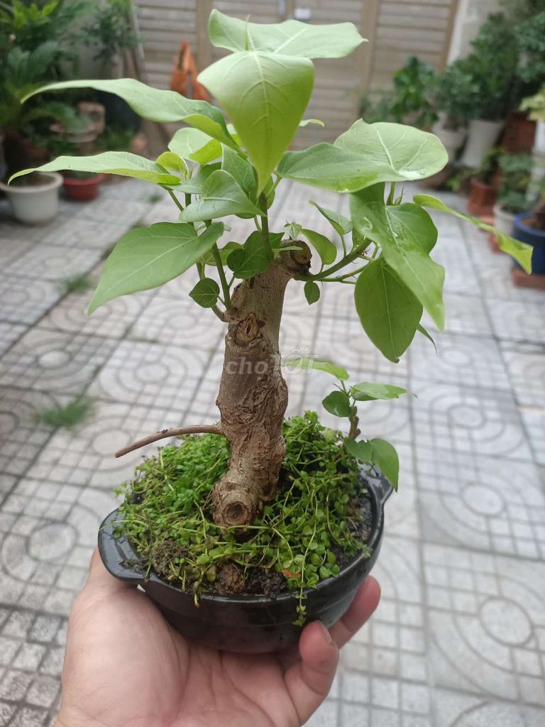 Bồ Đề mini. ấm chậu. Mua bán Cây cảnh, đồ trang trí tại Huyện Hóc Môn Tp Hồ Chí Minh được đăng bởi Lạc Trôi hình 1
