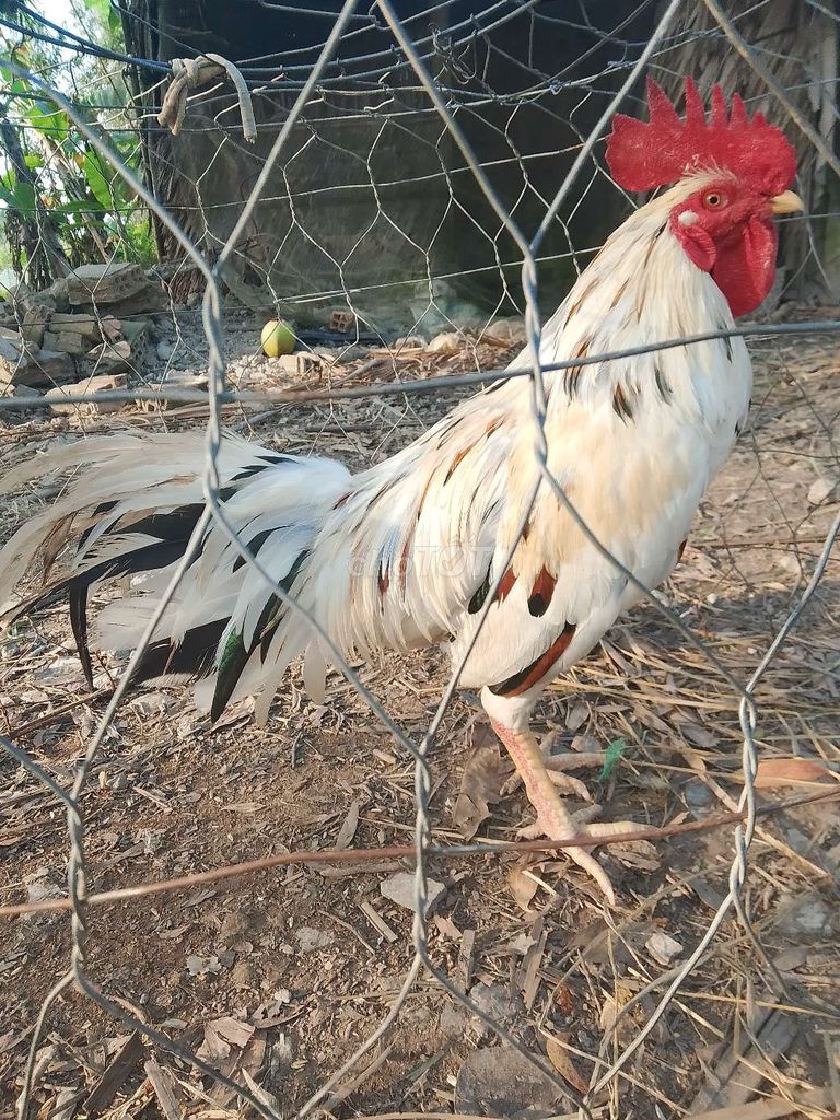 bướm láy 3ki yếu. Mua bán Gà tại Huyện U Minh Cà Mau được đăng bởi ut  hình 1