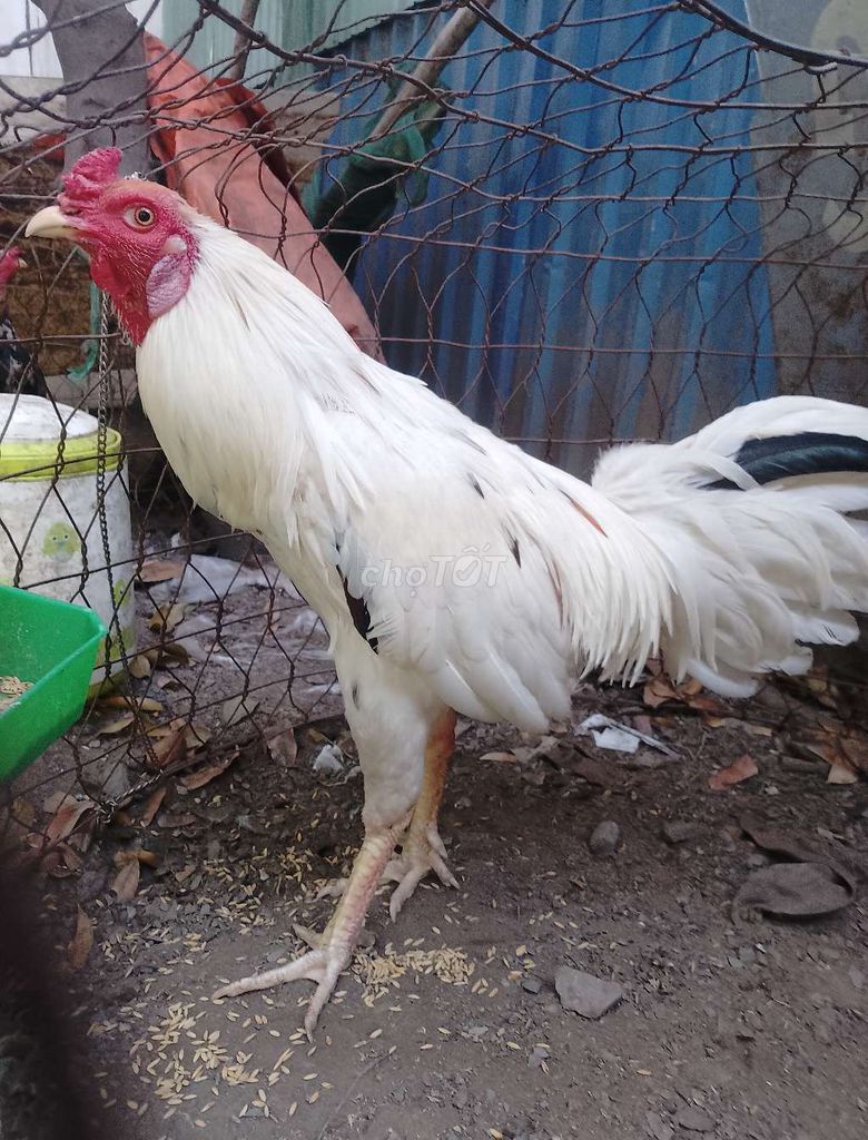 Gà bướm Trắng 2.5 kg. Mua bán Gà tại Thành phố Thủ Đức Tp Hồ Chí Minh được đăng bởi Thành tin hình 1